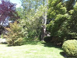 arden_-_early_summer_2014_2_20140611_1327655202