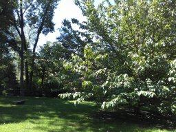 arden_-_early_summer_2014_3_20140611_1715850039