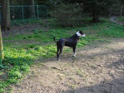 dog_pictures_1_20140114_1421976060