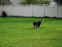 dog_pictures_2_20140114_1558588619