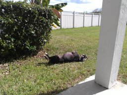 ikke_sjenert_nei__1_20140123_1985591998