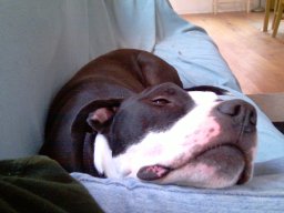 my_dear_tux_-_what_an_amazing_dog_1_20140125_1592285332