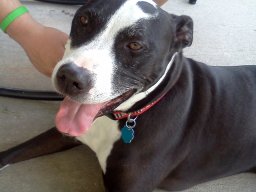 puppy_love__1_20140612_2047494534