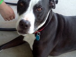 puppy_love__2_20140612_1044035616