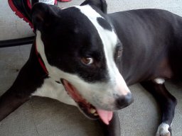 puppy_love__3_20140612_1605045423