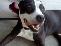 puppy_love__4_20140612_1759487718