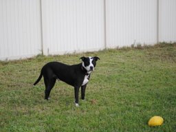 tux__1_20140123_1811333857