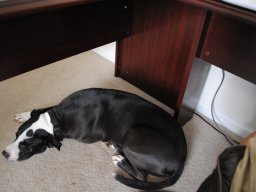 tux_being_a_good_dog_d_1_20140123_1229557128