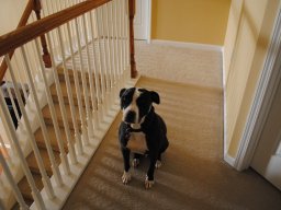 tux_being_a_good_dog_d_2_20140123_1812582236