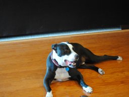 tux_hangin_out_on_the_floor_1_20140718_1173925558