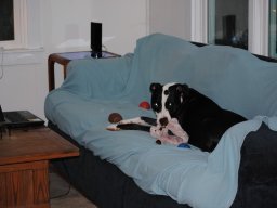 tux_relaxing_with_his_toys_1_20140305_1345565412