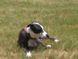 tux_soaking_up_the_sun_1_20140612_1942381437