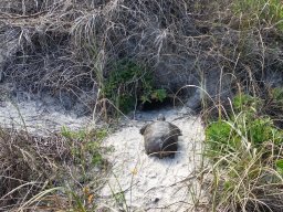 at_the_beach_4_20160704_1469165618