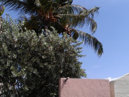 downtown_key_west_3_20140507_2019496074