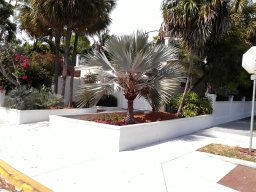 downtown_key_west_6_20140507_1315858961