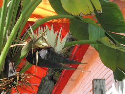 key_west_trip_spring_2014_1_20141108_1377133665