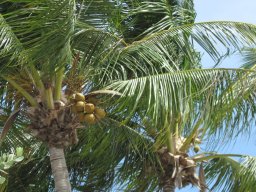 key_west_trip_spring_2014_20141108_1507320856