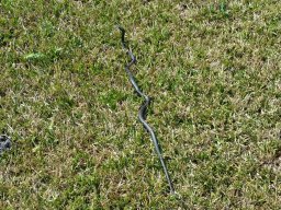 wildlife_in_the_backyard_1_20160704_1043025966