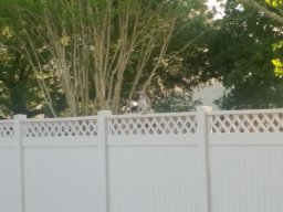 wildlife_in_the_backyard_1_20160704_2088770518