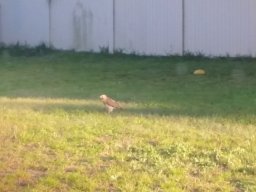 wildlife_in_the_backyard_2_20160704_1230635401