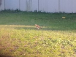 wildlife_in_the_backyard_3_20160704_1946628224