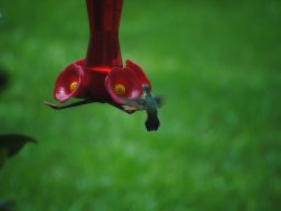 hummingbird_in_my_yard_1_20140716_1279670832
