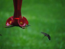 hummingbird_pics_from_my_backyard_1_20140716_1770697980