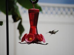 hummingbird_pics_from_my_backyard_2_20140716_1212061265