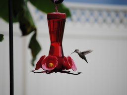 hummingbird_pics_from_my_backyard_3_20140716_1537893768