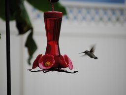 hummingbird_pics_from_my_backyard_4_20140716_1999046601