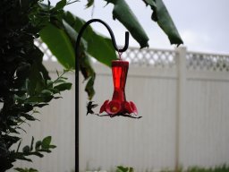 hummingbirds