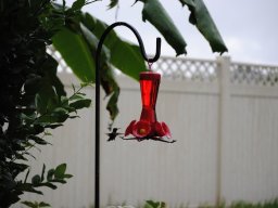 hummingbirds_in_my_yard_1_20140721_1094321298