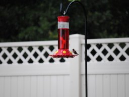 hummingbirds_in_my_yard_1_20140721_2072343182