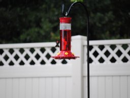 hummingbirds_in_my_yard_2_20140721_1322257552