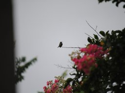 hummingbirds_in_my_yard_2_20140721_1330021187