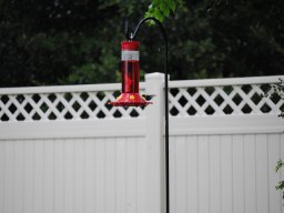 hummingbirds_in_my_yard_3_20140721_1452846645