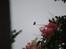 hummingbirds_in_my_yard_3_20140721_1615006354