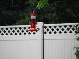 hummingbirds_in_my_yard_4_20140721_1315772698