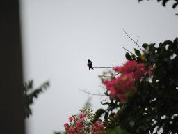 hummingbirds_in_my_yard_4_20140721_1452971804