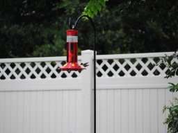 hummingbirds_in_my_yard_5_20140721_1631630191