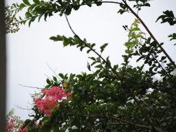 hummingbirds_in_my_yard_6_20140721_1479019736