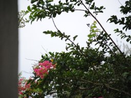 hummingbirds_in_my_yard_7_20140721_1814444473