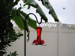 hummingbirds_in_my_yard_8_20140721_1408961183