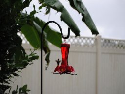 hummingbirds_in_my_yard_9_20140721_1718044360