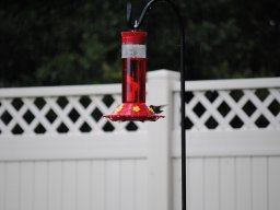 hummingbirds_in_the_yard_kolibrier_i_hagen_10_20140718_1511711964