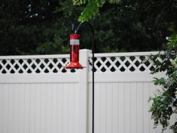 hummingbirds_in_the_yard_kolibrier_i_hagen_1_20140718_1229981435