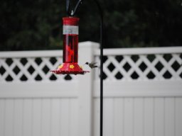 hummingbirds_in_the_yard_kolibrier_i_hagen_2_20140718_1905671867
