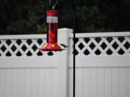 hummingbirds_in_the_yard_kolibrier_i_hagen_3_20140718_1673065105