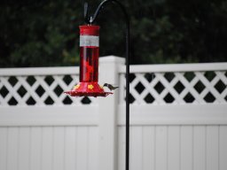 hummingbirds_in_the_yard_kolibrier_i_hagen_4_20140718_1147974597