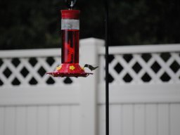 hummingbirds_in_the_yard_kolibrier_i_hagen_5_20140718_1123598052